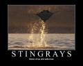 Posters Sting Rays